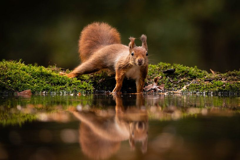 Eichhörnchen mit Spiegelung im Herbst von Isabel van Veen
