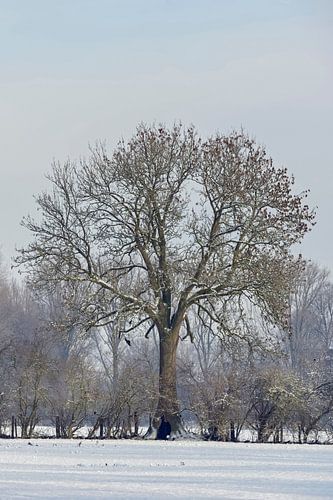 Ländliche Baum- und Heckenreihe im Winter, Niederrhein, Nordrhein-Westfalen, Deutschland.
