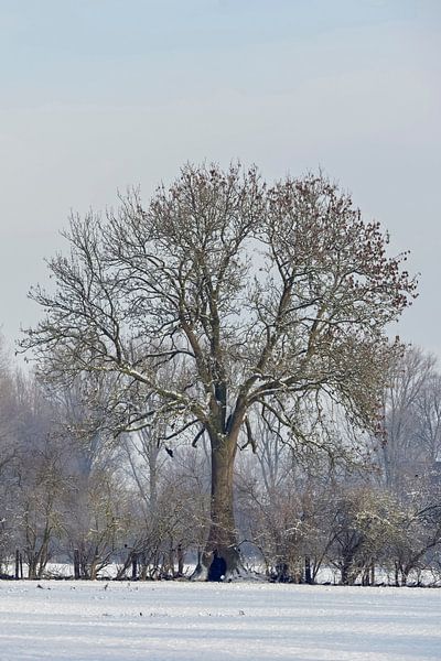 Ländliche Baum- und Heckenreihe im Winter, Niederrhein, Nordrhein-Westfalen, Deutschland. von wunderbare Erde