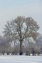 Ländliche Baum- und Heckenreihe im Winter, Niederrhein, Nordrhein-Westfalen, Deutschland. von wunderbare Erde Miniaturansicht