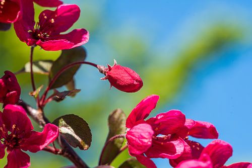 The play of lines of nature