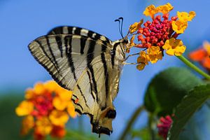 Butterfly by Miranda van Hulst