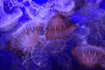 Jellyfish 3 by Merel Pape Photography