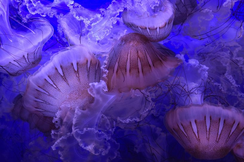 Jellyfish 3 by Merel Pape Photography