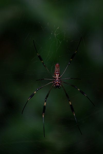 Goldene Radnetzspinne - Die Meisterweberin des Regenwaldes von Rick Massar