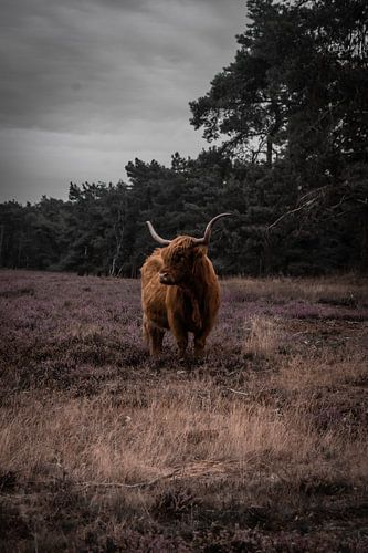 Un Highland scotlandais sur la lande de Heerder aux Pays-Bas.