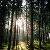 Sun rays on a moss-covered forest floor by Luc van der Krabben