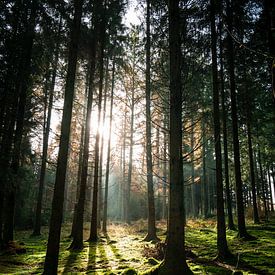 Sun rays on a moss-covered forest floor by Luc van der Krabben