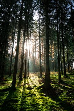 Sun rays on a moss-covered forest floor by Luc van der Krabben