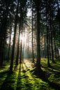 Sun rays on a moss-covered forest floor by Luc van der Krabben thumbnail