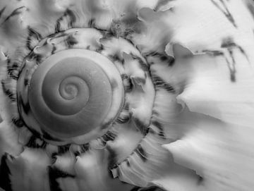 Muschel in einer schwarz-weißen Version von Jolanda de Jong-Jansen