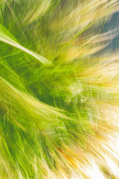 L'herbe haute par Jan Peter Jansen