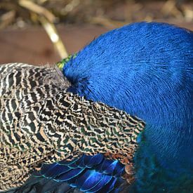 Peacock Superblue Feathers van Art Kleisen