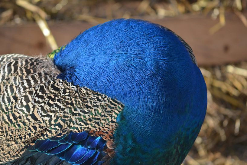 Peacock Superblue Feathers by Art Kleisen