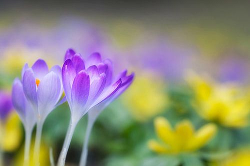 A touch of spring