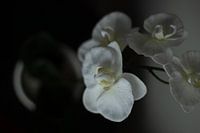 Blume