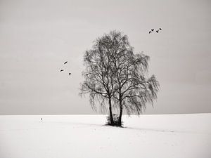 2 Birches