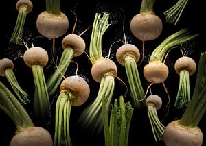 Brassica rapa (Mairübe)