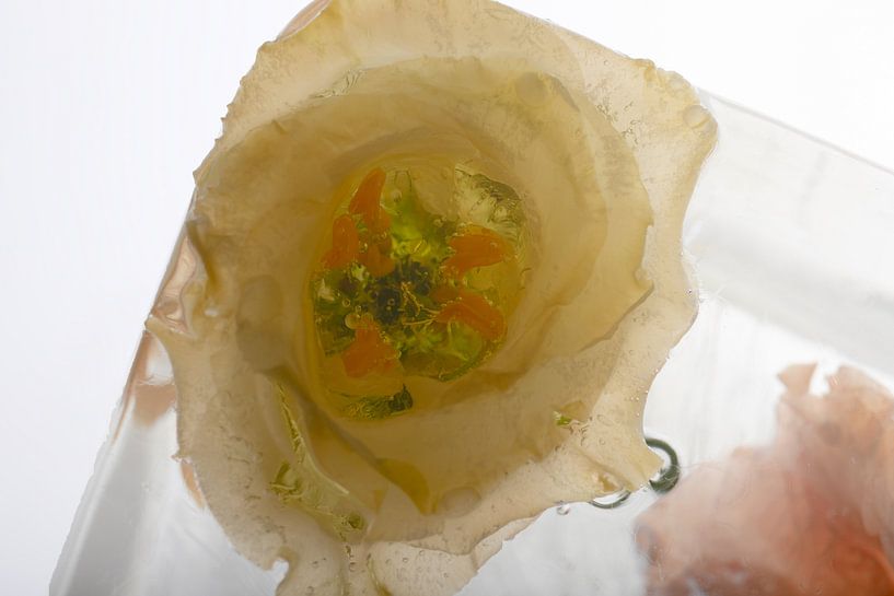 Blüte einer Akelei in kristallklarem Eis von Marc Heiligenstein