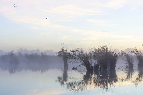 Dans le reflet du délicat paysage lacustre