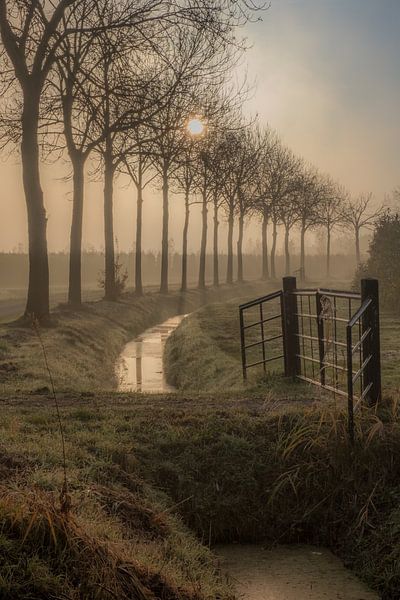 Bomenlaan van Moetwil en van Dijk - Fotografie