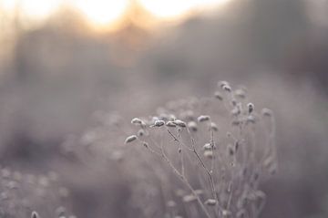 Blumen Teil 237 von Tania Perneel