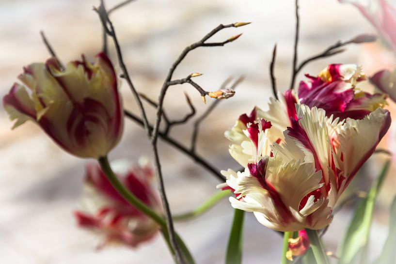French Tulips by Annelies Huijzer