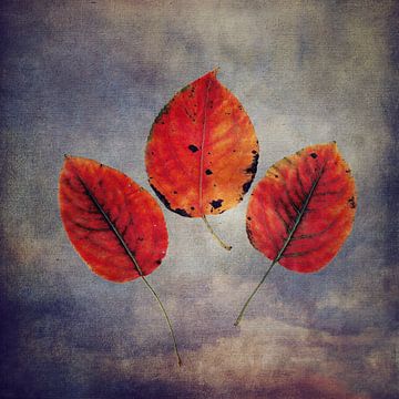 Drei Blätter in Herbstlaune I von Western Exposure