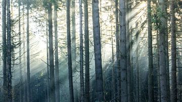 Sunbeams in a beautiful pine forest
