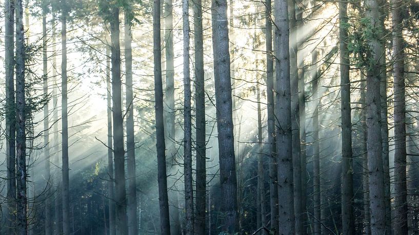 Sunbeams in a beautiful pine forest by Martzen Fotografie