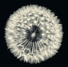 Pusteblume von Kirsten Warner