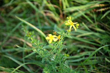 Découvrir la nature dans une zone forestière de l'Emsland, Basse-Saxe, Allemagne