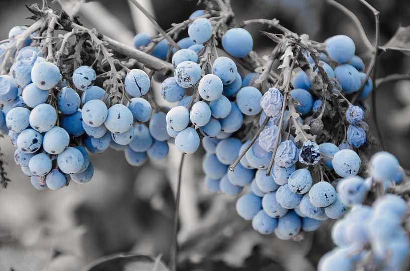 Blueberry by Ellinor Creation