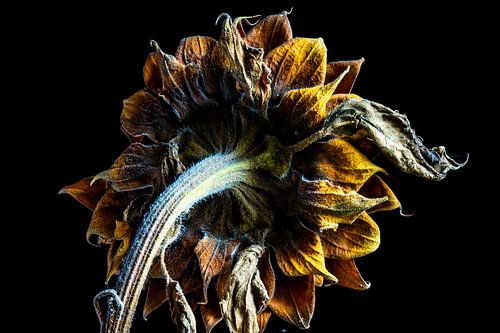 tournesol ciselé sur fond noir
