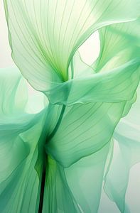 Danse des fleurs