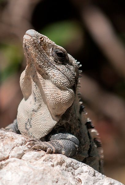 Groene leguaan von Maarten Verhees