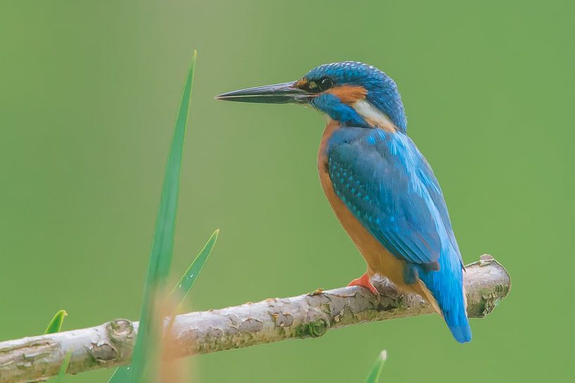 Ijsvogel by Jan Heijmans