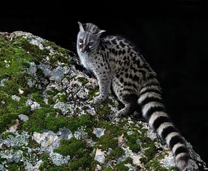 Gen-Katze