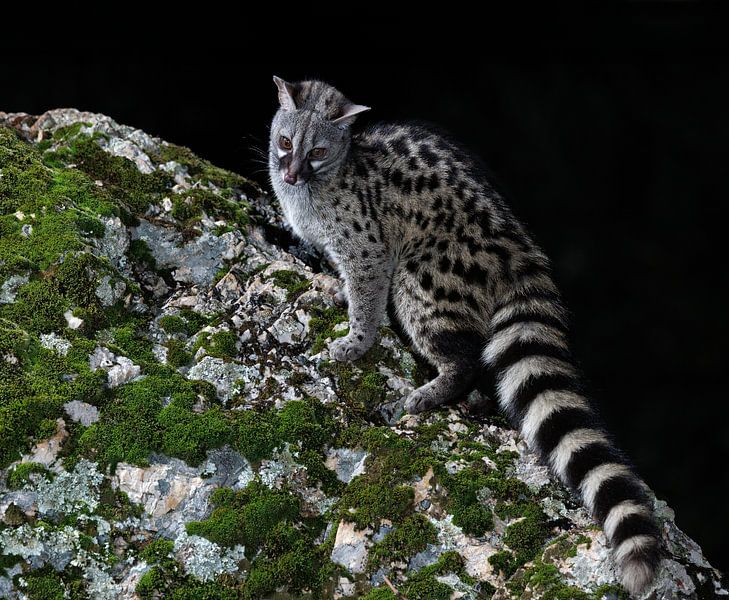 Gene cat by Rob Kempers