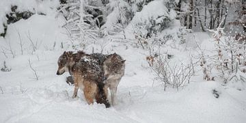 Wolven in winterlandschap van Monique Pouwels
