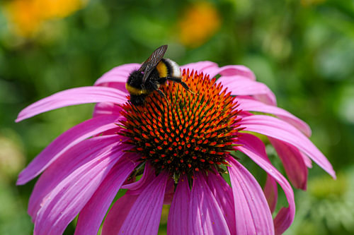 With its summery vibes, the sun hat is at its most beautiful, attracting the cheeriest visitors to the garden. This fluffy beauty is clearly enjoying the warm rays of the sun and the sweet nectar