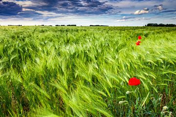 Windy Fields by Harold van den Berge