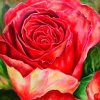 Red rose