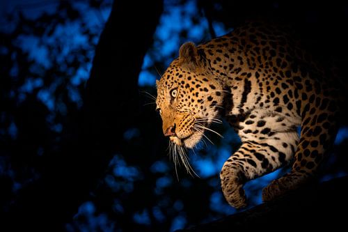 LP 71301259 Een luipaard