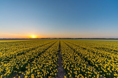 Daffodils Texel by Texel360Fotografie Richard Heerschap
