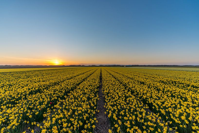 Narcissen Texel van Texel360Fotografie Richard Heerschap