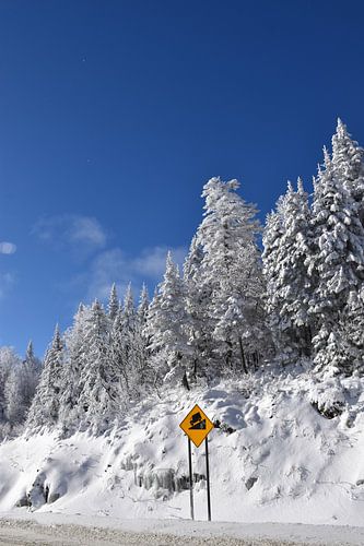 Frosted trees in winter