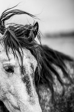Pferd Porträt Wehende Mähne im Wind von Femke Ketelaar