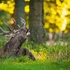 burlend edelhert van Andy van der Steen - Fotografie