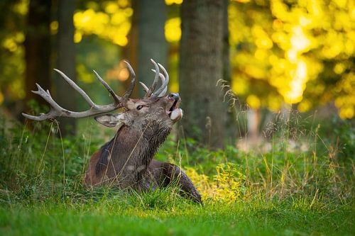 burbling red deer by Andy van der Steen - Fotografie